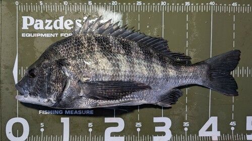 クロダイの釣果