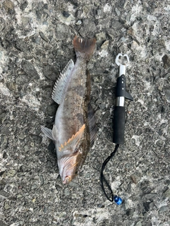 アイナメの釣果