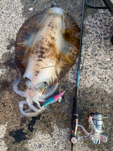 モンゴウイカの釣果