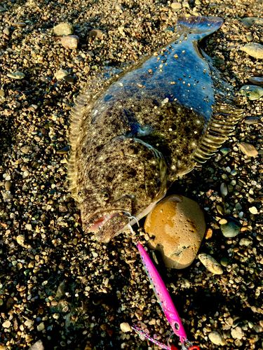 ヒラメの釣果
