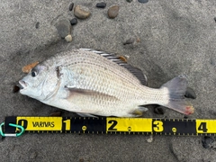 キビレの釣果