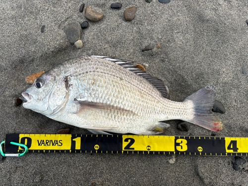 キビレの釣果