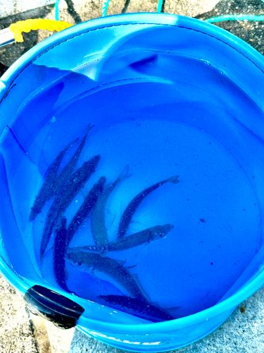 ムツの釣果