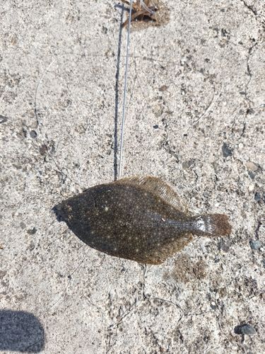 カレイの釣果