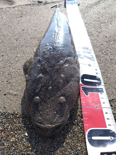 マゴチの釣果