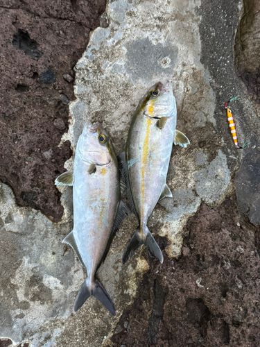 カンパチの釣果