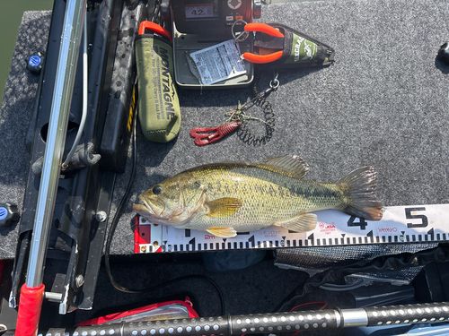ブラックバスの釣果