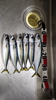 サバの釣果