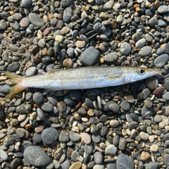 アカカマスの釣果