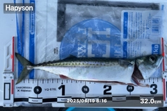 マサバの釣果