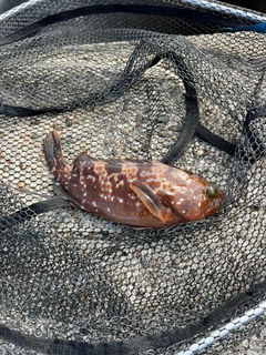 キジハタの釣果