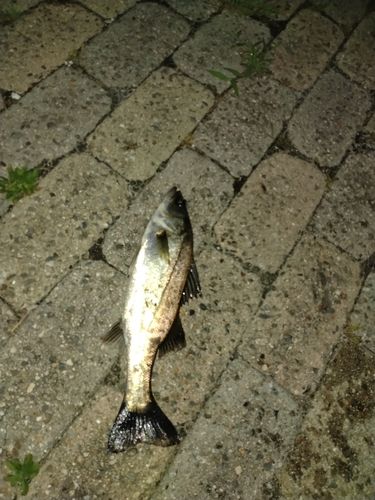 セイゴ（マルスズキ）の釣果