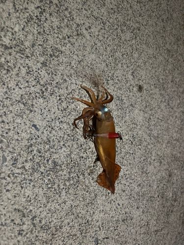 ムギイカの釣果