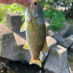 スモールマウスバス