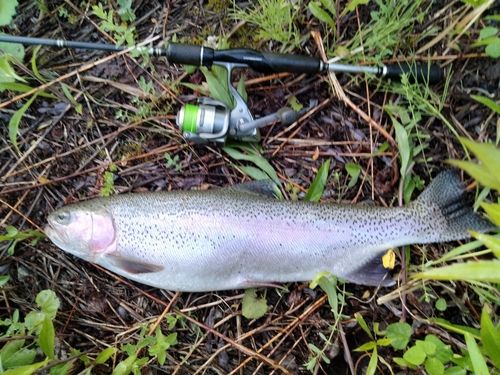 ニジマスの釣果