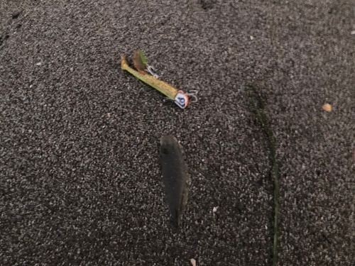 シタビラメ