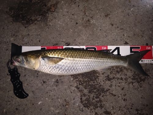 ボラの釣果