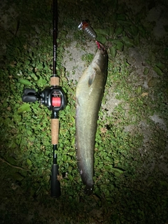 ナマズの釣果