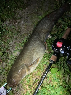 ナマズの釣果