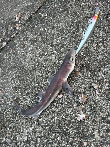 ネコザメの釣果