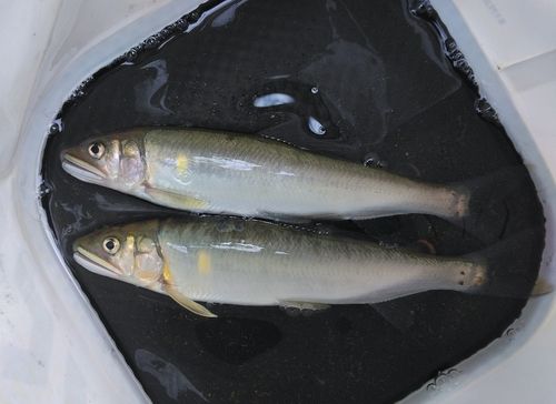 アユの釣果