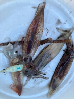 スルメイカの釣果