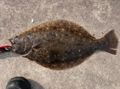 ヒラメの釣果