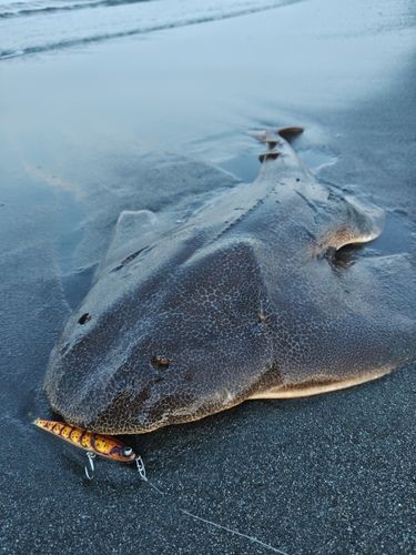カスザメの釣果