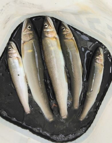 アユの釣果