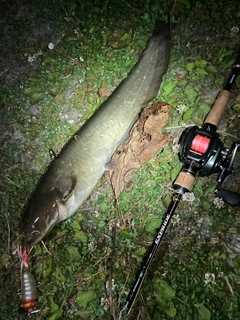 ナマズの釣果