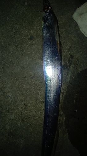 タチウオの釣果