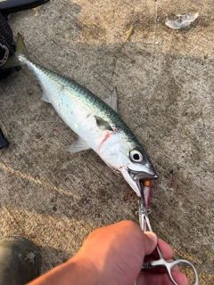 サバの釣果
