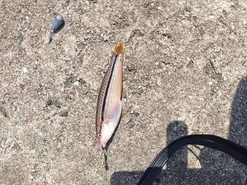 キュウセンの釣果