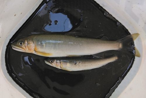 アユの釣果