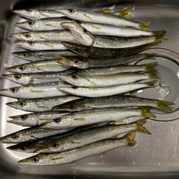 カマス