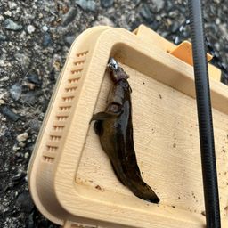 タケノコメバル