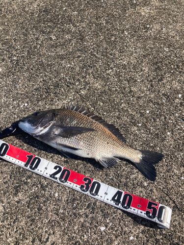 チヌの釣果