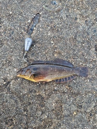 アイナメの釣果