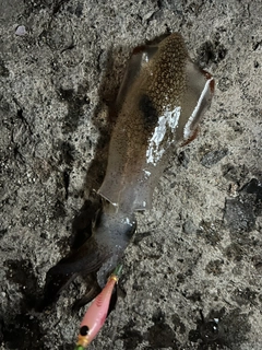マメイカの釣果