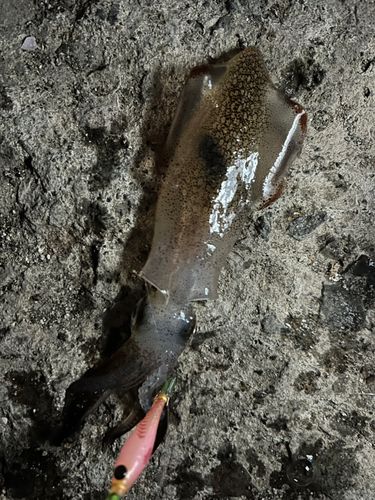 マメイカの釣果
