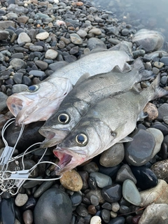 ヒラスズキの釣果