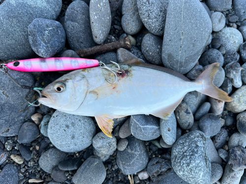 ショゴの釣果