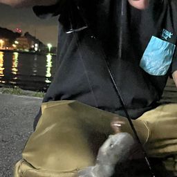 サメ