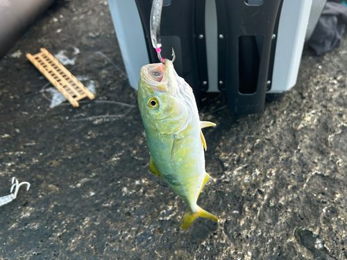 ワカシの釣果
