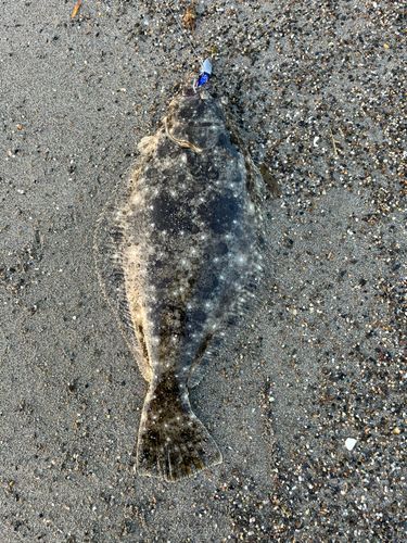 ヒラメの釣果