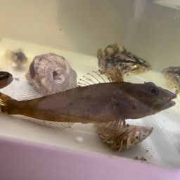 アナハゼ