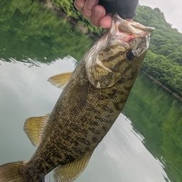 スモールマウスバス