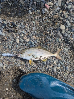 ショゴの釣果