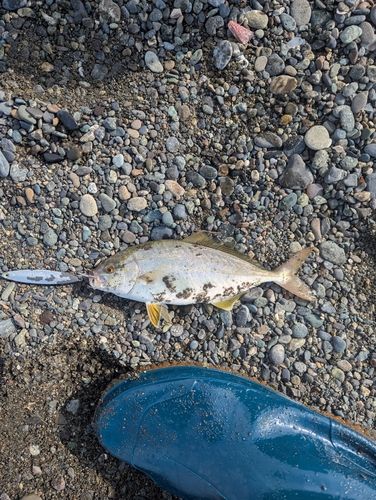 ショゴの釣果