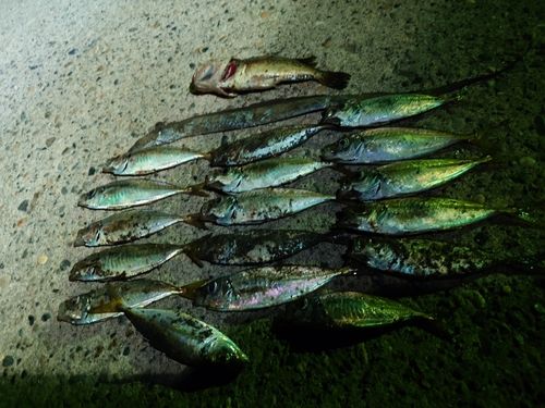 アジの釣果